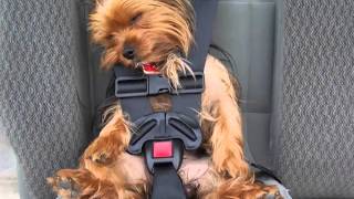 Dog Car Seat Set Of Picture Collection Ideas  Dog Care Car Seat Picture Ideas [upl. by Sergo]