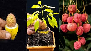 How To grow Lychee Plant From Lychee fruit In A BananaEasy Mathod Grow Lychee Tree From Cuttingrm [upl. by Clarie]