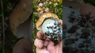 Gemeiner Steinpilz Fichtensteinpilz 🍴 Boletus Edulis funghi pilze porcini boletus mushroom [upl. by Marysa]