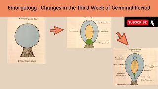 Changes in the Third Week of Germinal Period Changes in the Embryonic Disc amp Trophoblast Notochord [upl. by Halimaj]