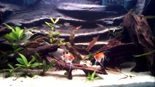 240L Amazone Biotope  Angelfish fighting [upl. by Uolyram]