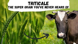 Triticale the Supergrain that Youve Never Heard of [upl. by Grange]