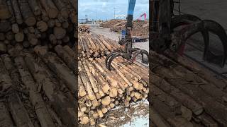 self Discharging cargo timberlogs wismar germany shorts [upl. by Ming578]