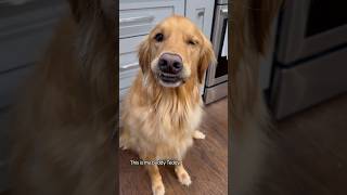 My dog is the most spoiled pet on earth Teddy Tuesday dog goldenretriever [upl. by Eulalie]