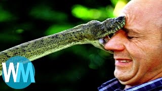 Top 10 des serpents les plus DANGEREUX du monde [upl. by Trev]