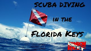 Florida Keys Scuba Diving [upl. by Enilada]