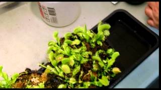 Venus Flytrap Feeding [upl. by Thetos]