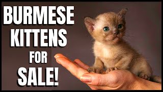 Burmese Kittens for Sale [upl. by Daly527]