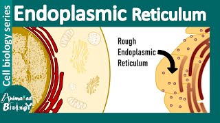 Endoplasmic reticulum  from structure to function  Rough endoplasmic reticulum [upl. by Walworth]