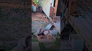 Woman Trips and Falls off the Porch  1538611 [upl. by Manella]