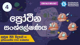 ප්‍රෝටීන සංශ්ලේෂණය  Protein Synthesis  EduTalk Biology [upl. by Horsey]