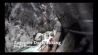 Zugspitz Dogtrekking 2018  FlegelDistanz [upl. by Leunamesoj137]