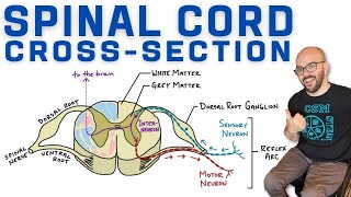 Spinal Cord CrossSection  Anatomy Reflex Arc and AscendingDescending Tracts [upl. by Krys]