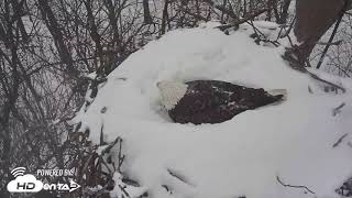 2018  Hanover PA Bald Eagle  Snow Covered Nest TimeLapse [upl. by Maurili]