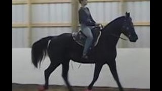 The Gaited Horse Gait Spectrum [upl. by Nnylatsirk945]