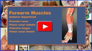 Superficial Forearm Muscles Origin Insertion Action Innervation and Blood Supply [upl. by Anirbys]