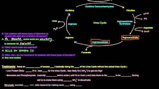 Urea Cycle Part 5 of 5  Disorders and Treatments [upl. by Seilenna493]