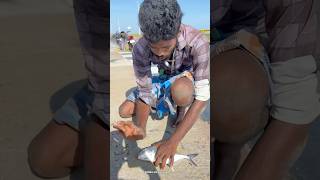 Wow 🤩 Absolutely Crazy Crazy 😜 Fishing 🎣  Fish caught in pamban bus bridge shorts [upl. by Sonaj85]