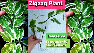 Euphorbia Tithymaloides  Zigzag Plant Propagation amp Care Guide [upl. by Karola]