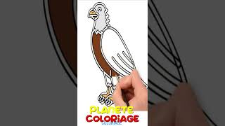 COLORIER UN AIGLE  Vidéo éducative amp Planète coloriage [upl. by Herrod28]