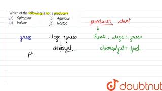 Which of the pyramid of biomass can be found in which ecosystem [upl. by Zarah]