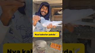 Catch a new pigeon😍 petlover minivlog budgiegar pigeon kabutar petvlogger [upl. by Chalmer]