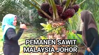 panen sawit pokok rendah peropesianal Malaysia johor [upl. by Adnauqahs]