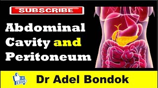 Abdominal Cavity Planes Compartments and Peritoneum Dr Adel Bondok [upl. by Tneicniv]