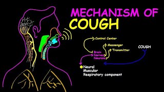 The Physiology of Coughing From Irritation to Reflex [upl. by Eeralih]