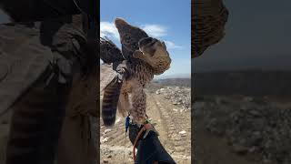 Peregrine Falcon Hybrid shorts falconry [upl. by Nevil]