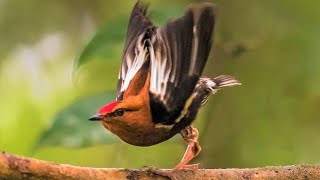 bird that sings with its WINGS Machaeropterus deliciosus clubwinged manakin [upl. by Gray]