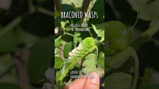 If you see a hornworm with white sacks on its back leave it It’s now a host for braconid wasps [upl. by Dimitris167]