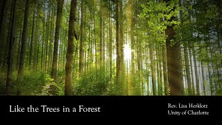 Like The Trees In The Forest with Rev Lisa Herklotz [upl. by Tia]