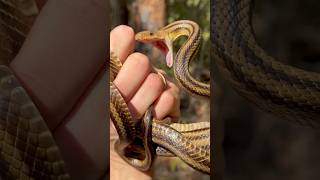 Do Snake Bites Actually Hurt 🫣 wildlife snake animals [upl. by Asserak]