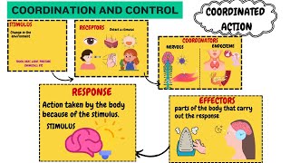 Control and Coordination class 10  Coordinated Action  Biology [upl. by Ynnam]