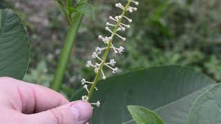 Pokeweed Phytolacca americana [upl. by Nolubez]