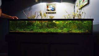 My 50 Gallon Lowboy 2 Years Later [upl. by Htebasyle]