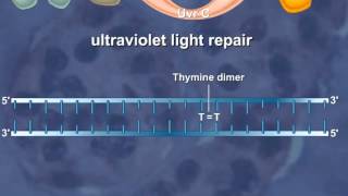 Nucleotide Excision Repair of the DNA HD Animation [upl. by Kirstin]