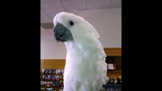 Baby Cockatoo talking [upl. by Hpeosj]