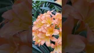 Peach or pink clivia flowers [upl. by Ellenaj]