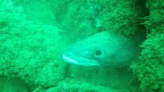 THE FEEDING OF ONE OF THE LARGEST CONGER EELS [upl. by Errehs]