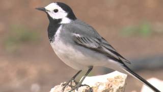 White Wagtail  Motacilla alba alba [upl. by Nwahsir]