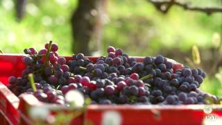 Nervi Cantine  Harvesting day in Gattinara [upl. by Werdnaed]