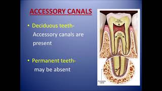 Anatomical and morphological differences between deciduous and permanent dentition [upl. by Earlie121]