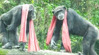 FashionForward Chimp Moms Chi Jing Ni Huei and Wa Chi Rock Their Red Scarves母黑猩猩們也喜歡紅色圍巾 [upl. by Sucramraj873]