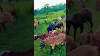 kuruma golla bavayya ❤️💫🌍farming dj animals nanifarms funny [upl. by Giacamo487]