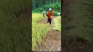 धान लगाने वाला बोतल का जुगाड़ 😯 paddy cultivation [upl. by Bowen]