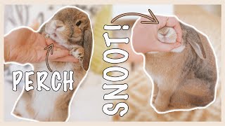 How To Teach Your Rabbit Tricks [upl. by Wald]