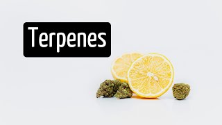 What Do Terpenes Do Stop and Smell the Terpenes  Discover Marijuana [upl. by Mesics]