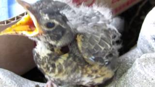 Hand Feeding a Fledgling Robin Chick [upl. by Attenwahs169]